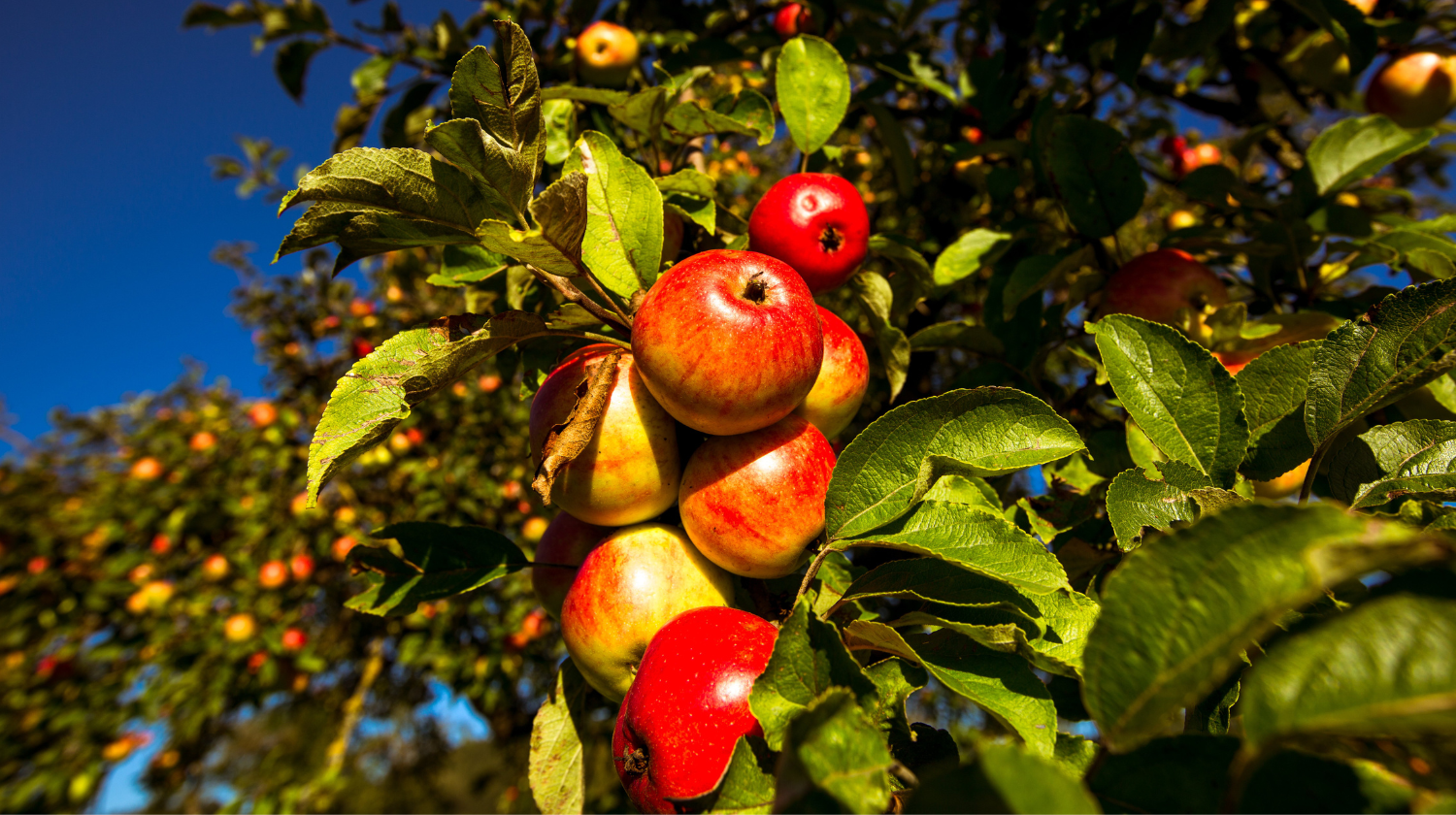 Streuobst Copyright: Landkreis Göppingen