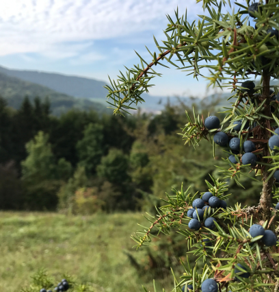 wacholderheide wacholderheide
